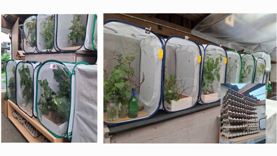 Schmetterlings Flugpate