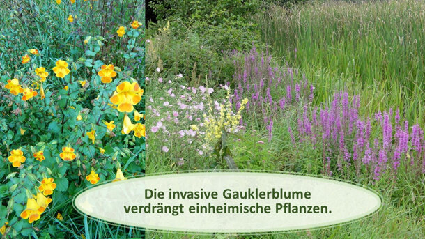  Invasive Gauklerblume - an der Quelle stoppen 