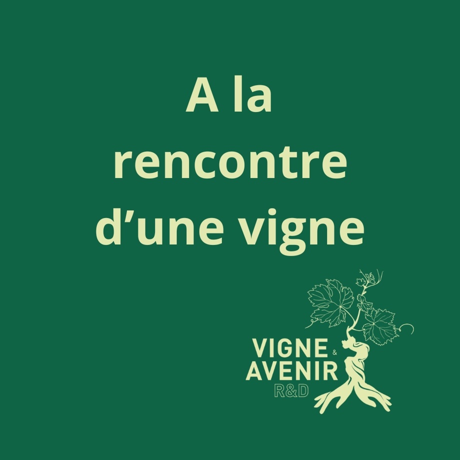 A la rencontre d'une vigne