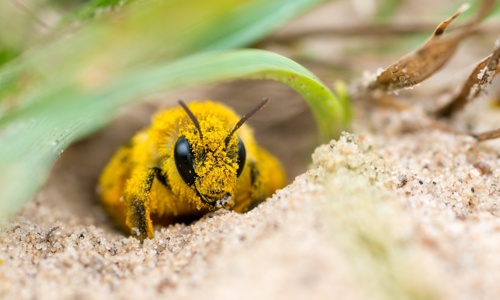 Sandlinsen für Wildbienen