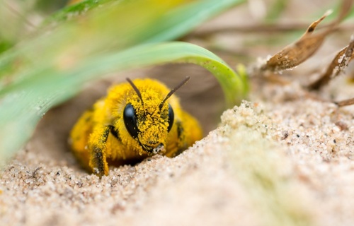 Sandlinsen für Wildbienen