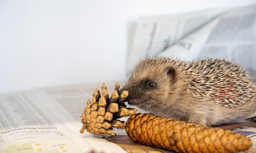 Weihnachtswunder für Igel