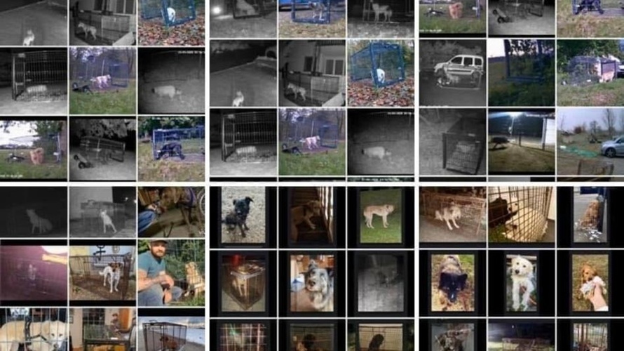 Vermisste Hunde Schweiz - braucht Ihre Unterstützung!