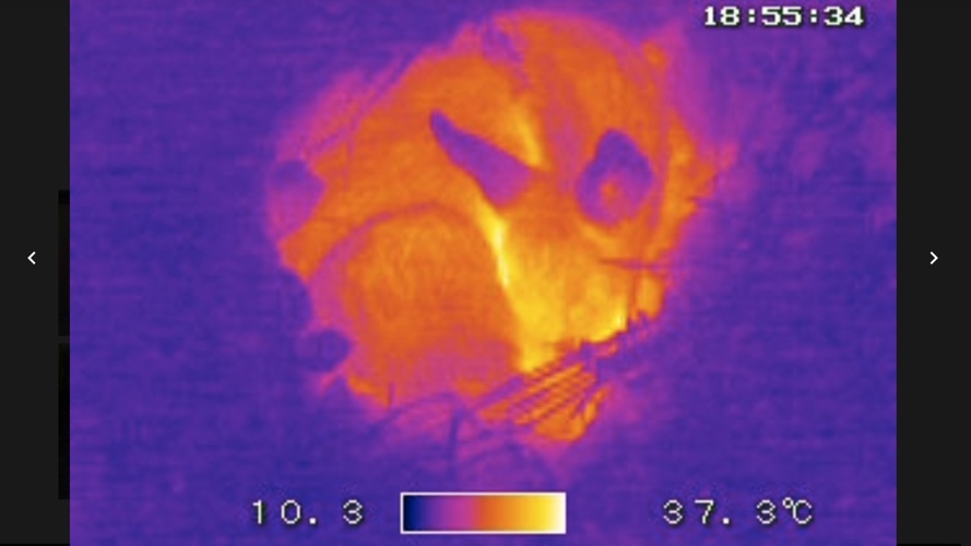 Rehkitzrettung mit Drohnen und Wärmebildtechnik