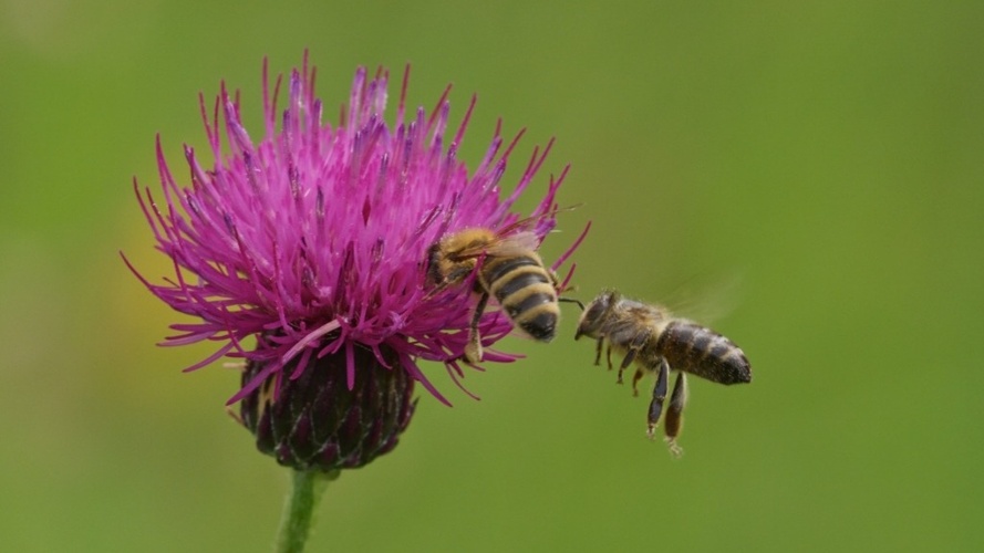 Le Temps des Prairies