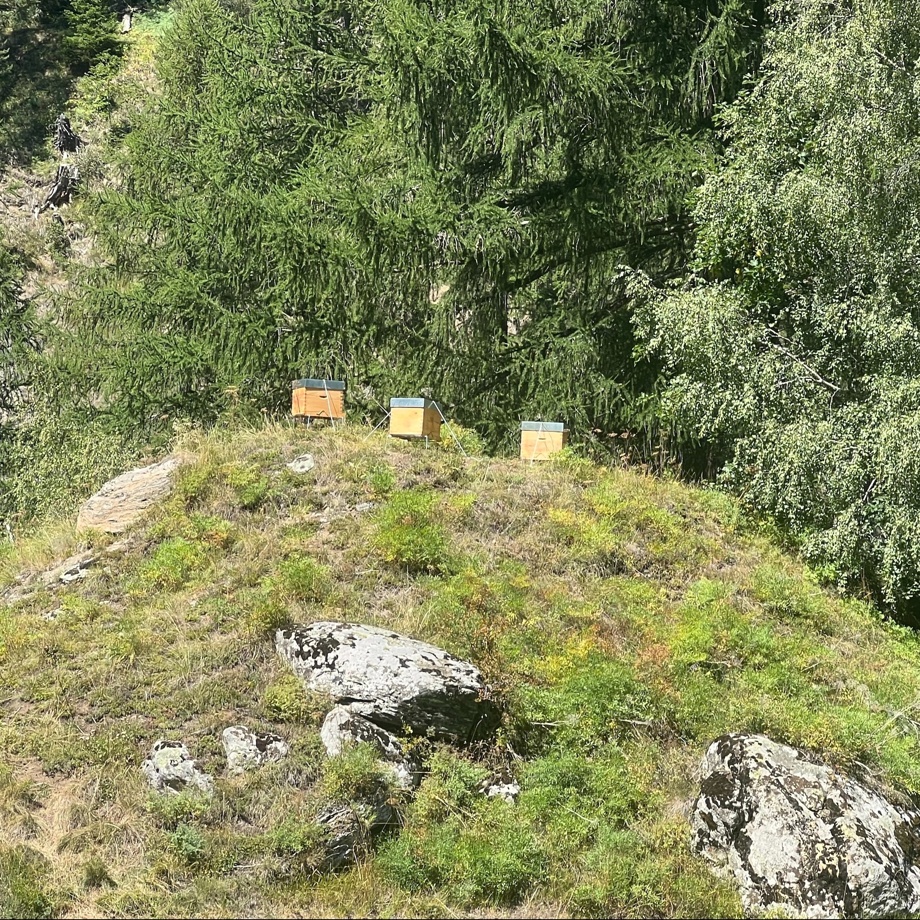 Patenschaft für einen Bienenstock