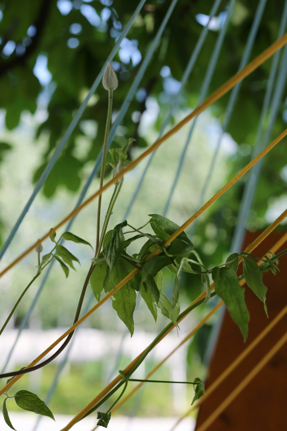 Blumen & Kletterpflanzen