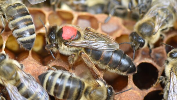  Lehrbienenstand Freiamt: Für die Bienen und die Natur 