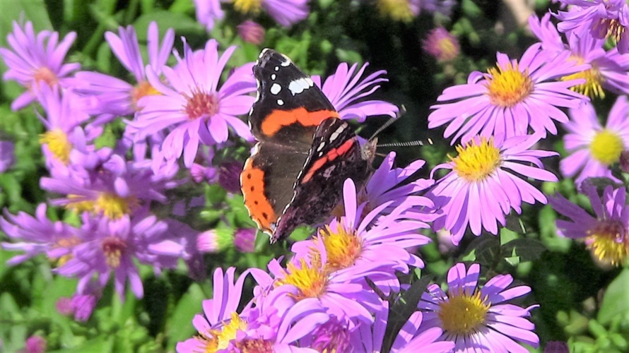 Lebensraum «Wildhecke» im Warteggpark Rorschacherberg