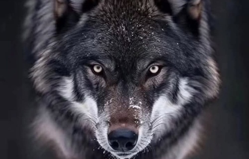 Kulturverein Wandelpfade