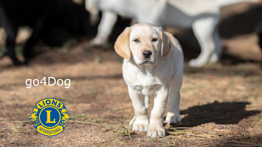 Lions - go4Dog - Assistenzhunde-Welpen mitfinanzieren