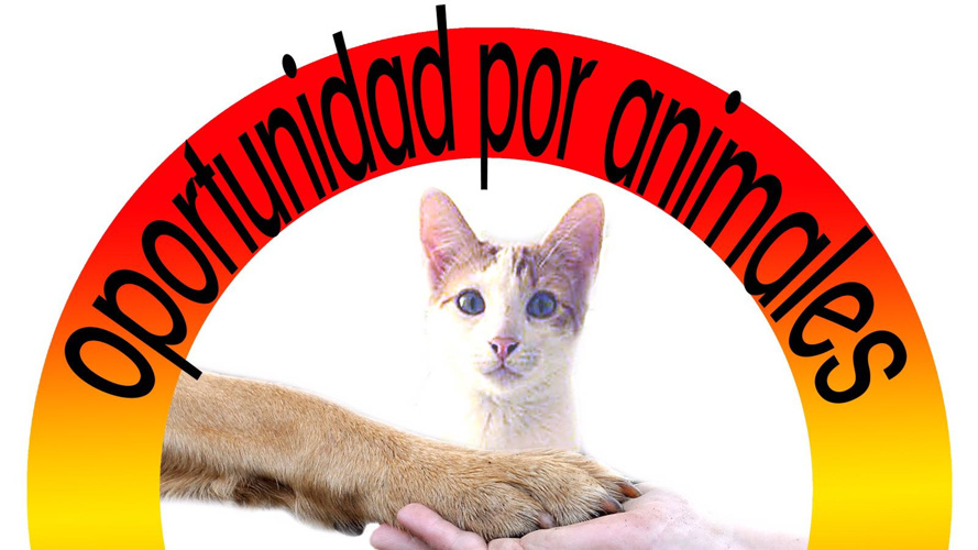 Tierschutzverein: Tieren eine zweite Chance geben