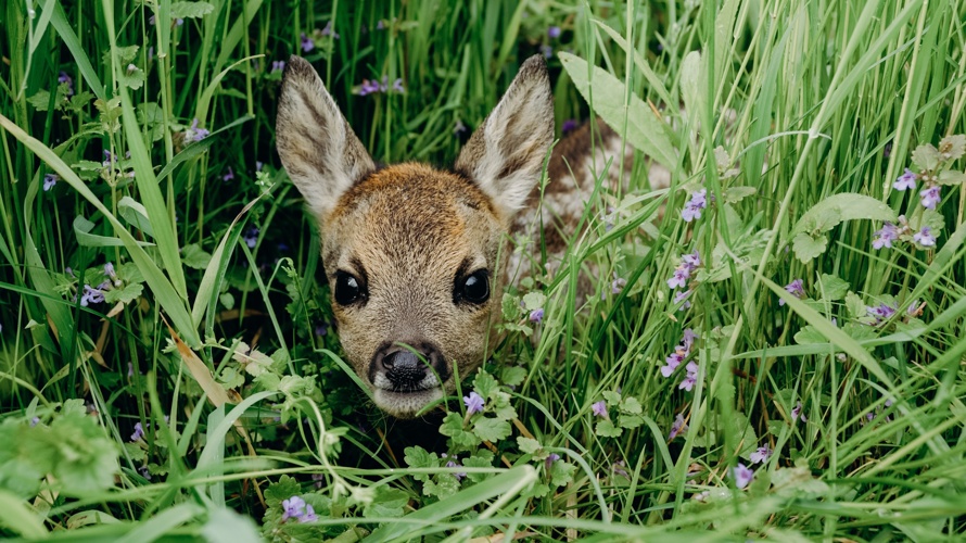 Sauvetage Faons Jura Bernois