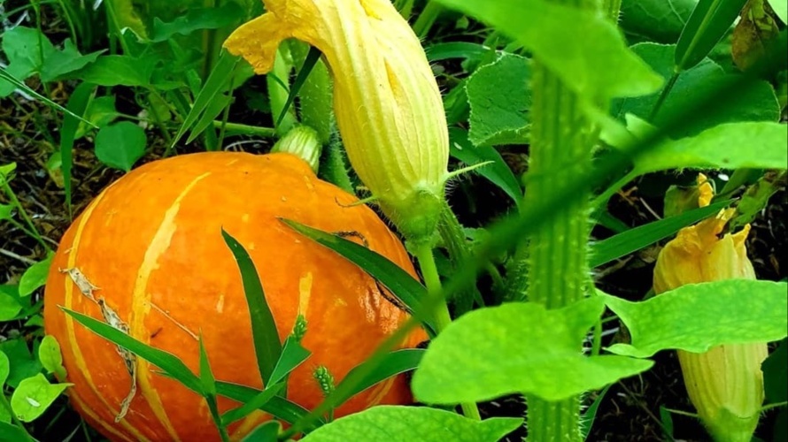 Jardin participatif du Ruau