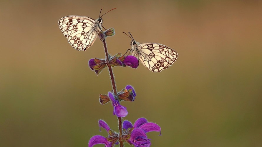 Natur- und Vogelschutzverein Zeiningen