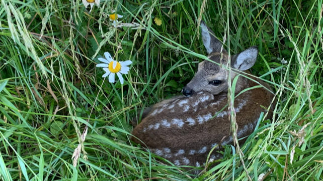 Herzensangelegenheit Rehkitzrettung