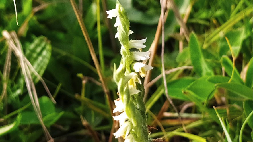 Aufwertung einer Trockenwiese zugunsten der Herbst-Wendelähre