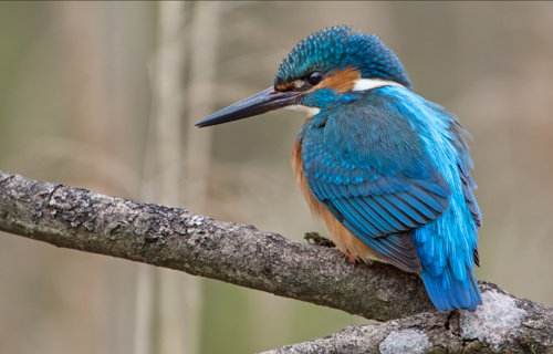 Brutwand für den Eisvogel