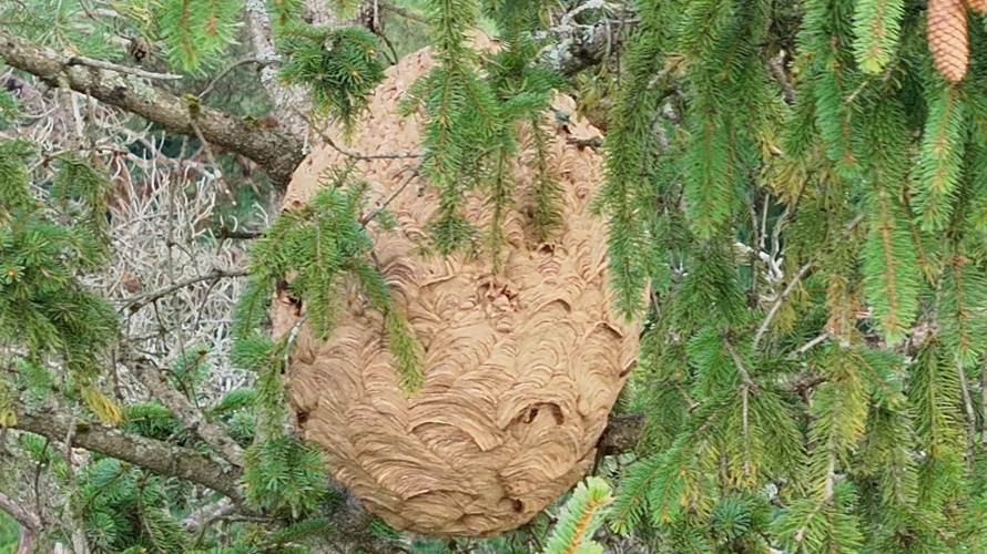 Bekämpfung der Asiatischen Hornisse