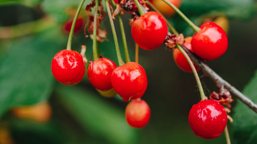 Ökologischer Obstgarten mit bedrohten Sorten