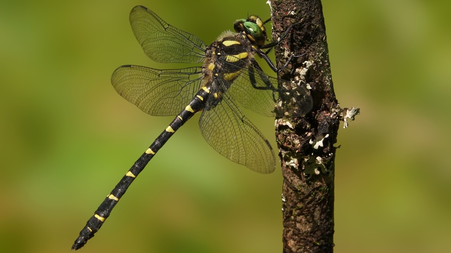 Natur- und Vogelschutzverein Zeiningen