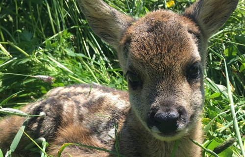 Rehkitz-Rettung mit Drohnen