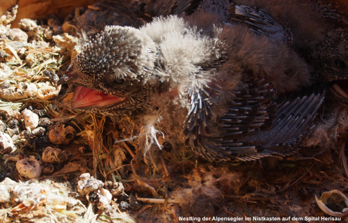Ornithologische Gesellschaft Herisau und Umgebung (OG Herisau)
