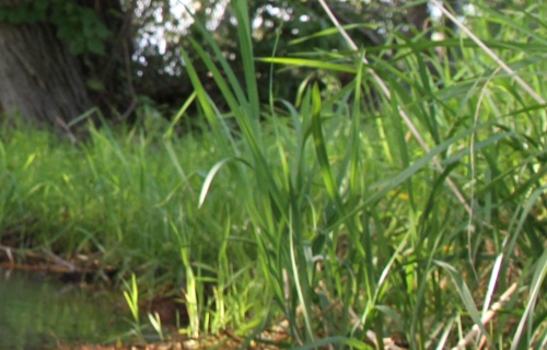 Vorhang auf für die Zizerser Natur