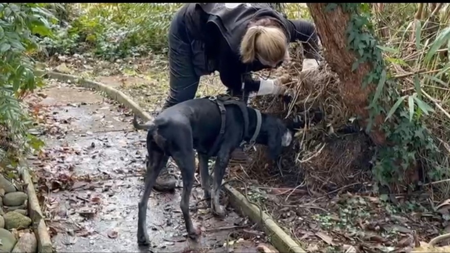 Naturschutzhunde