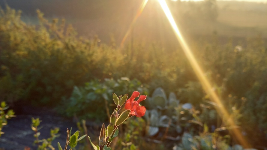 Verarbeitungsküche "zero Gemüse waste"