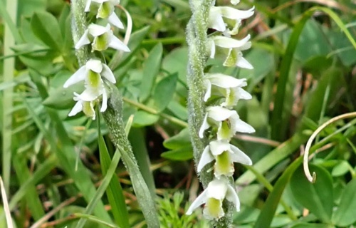 Trockenwiesen-Pflege 2026 zugunsten der Herbst-Wendelähre