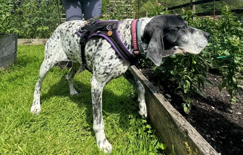 Naturschutzhunde