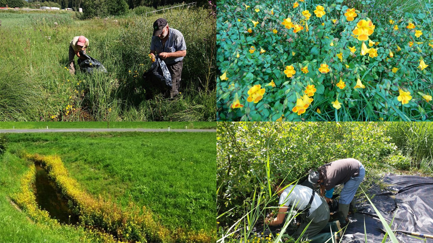 Invasive Gauklerblume - an der Quelle stoppen