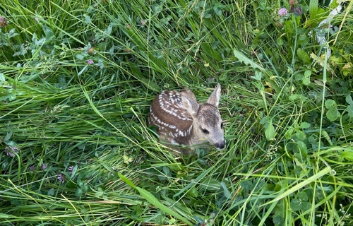 Rehkitzrettung Wittnau