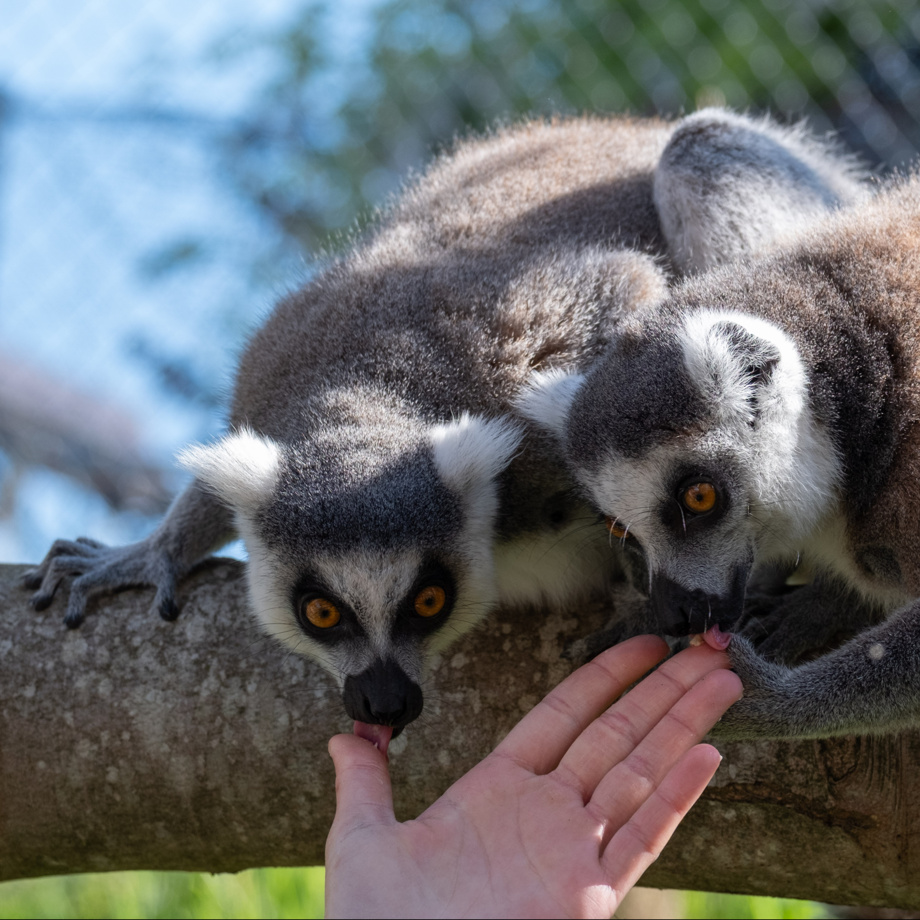 Exklusive Begegnung mit unseren Lemuren