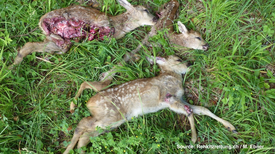 Sauvetage Faons Jura Bernois