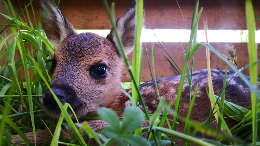Rehkitzrettung mit einer Drohne in Vechigen und Umgebung