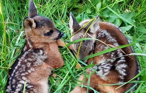 Rehkitzrettung-Allschwil-Schönenbuch