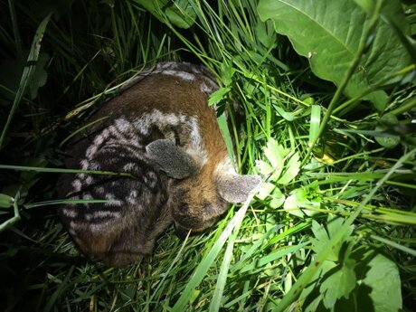 Die Rehkitzrettungs-Drohnen sind wieder gestartet