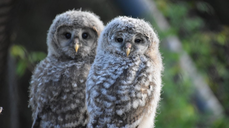 Natur- und Tierparkverein Goldau