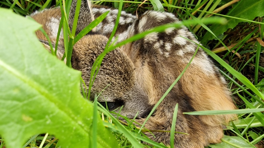 Rettet die Rehkitze im Kandertal