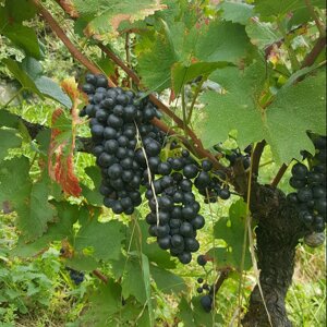 Vin biodynamique - assemblage de rouge sans souffre ajouté