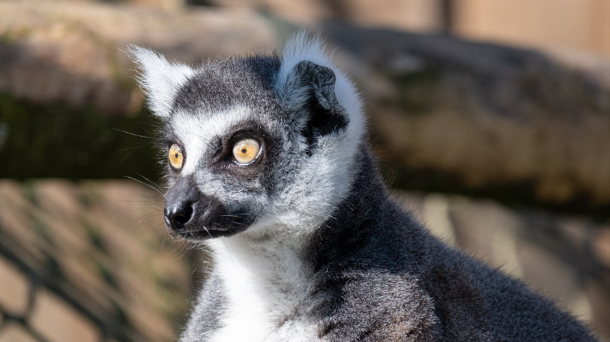 Neuer Aussen-Kanal für unsere Lemuren