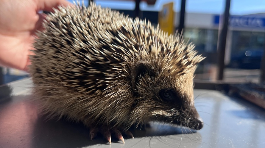 Aufbau Anfangsstation für Igel in der Zentralschweiz