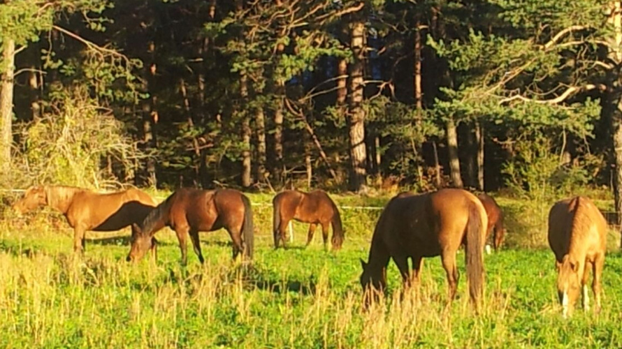 Rettung der Reitschule wegen der Schliessung durch das BAG