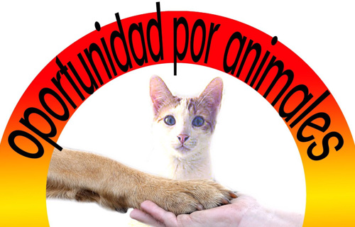 Tierschutzverein: Tieren eine zweite Chance geben