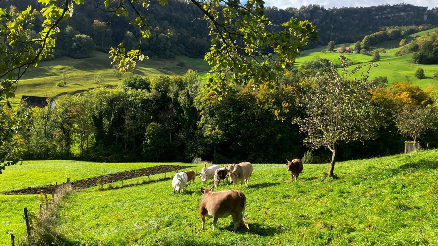 Feuer & Bohne für den Hofanschluss