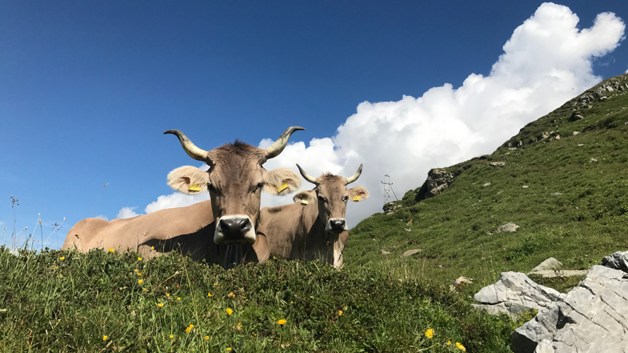 Bewirtschaftungsweg Mälchbödeli, Klausenpass
