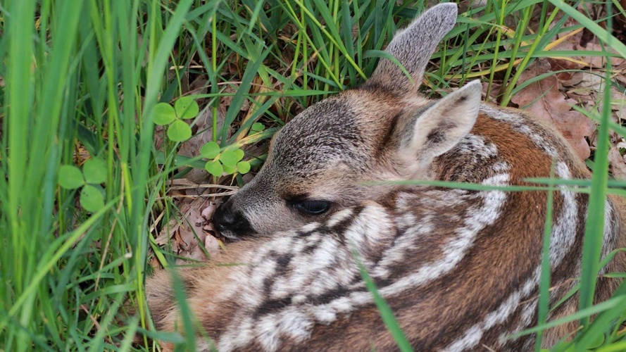 Rehkitzrettung Nordwestschweiz