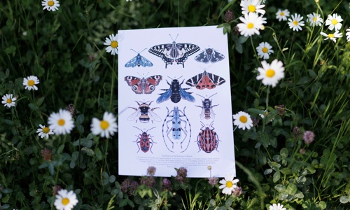 Wildbienenparadies - Blumen für kleine Helden